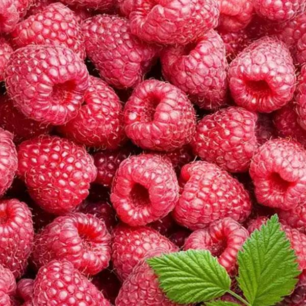 Integrative counseling and fitness